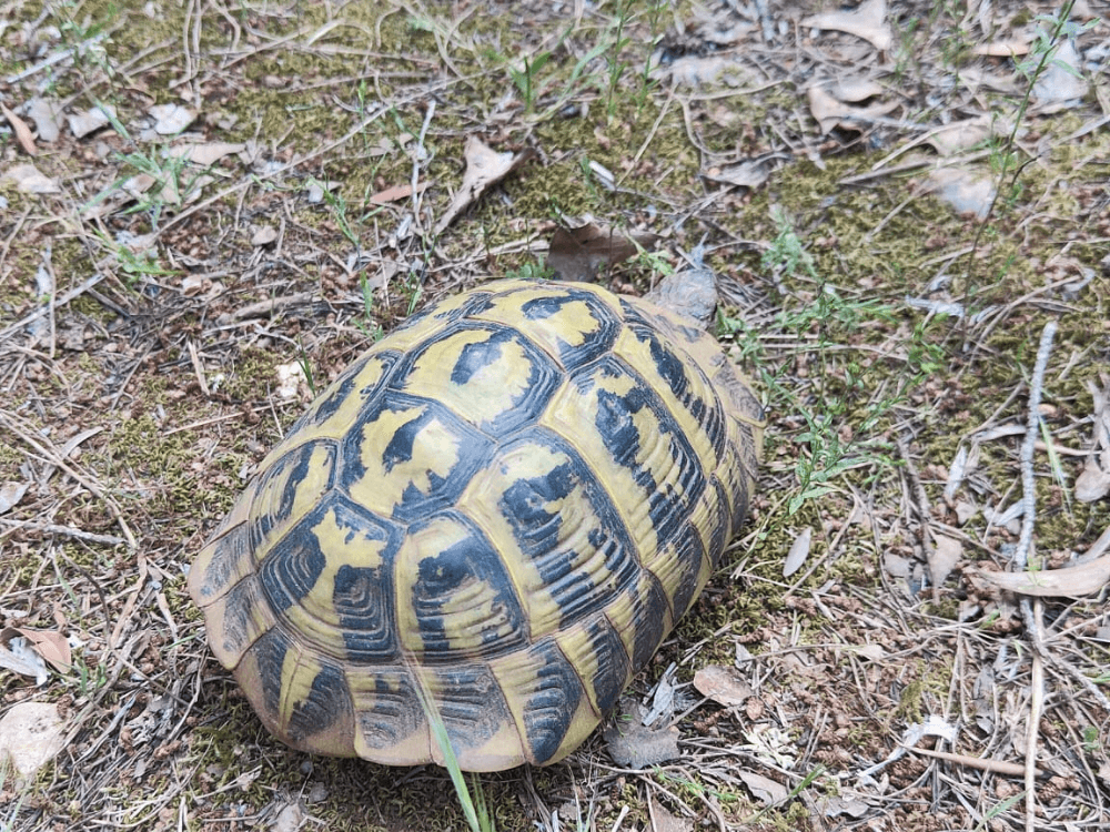 Fauna from the island